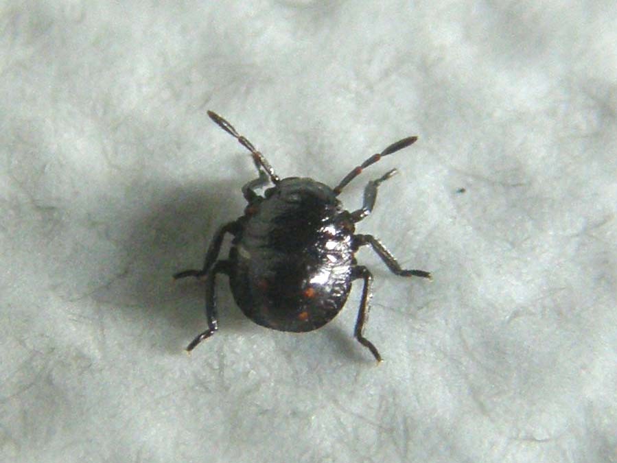 Neanide da identificare: Nezara viridula