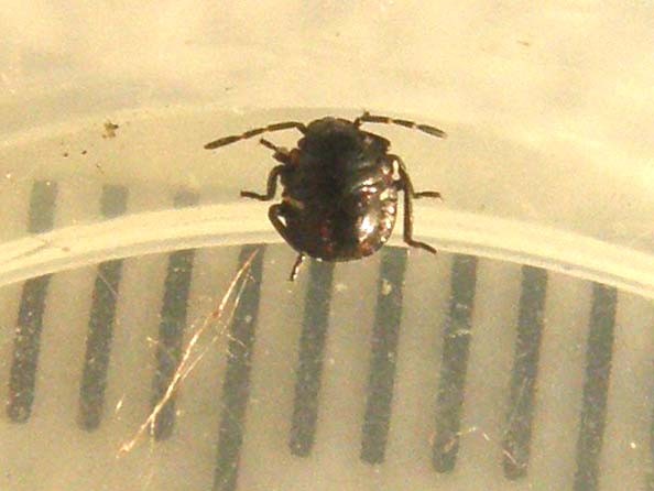 Neanide da identificare: Nezara viridula