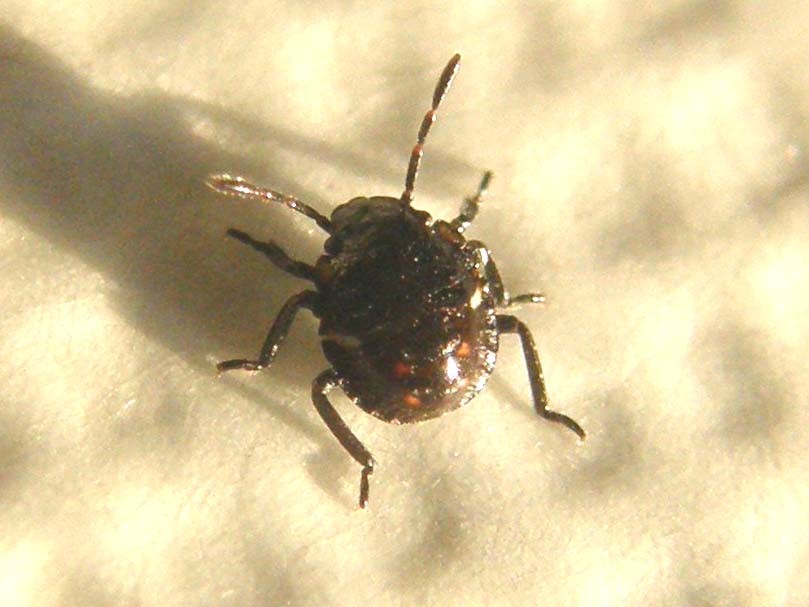 Neanide da identificare: Nezara viridula