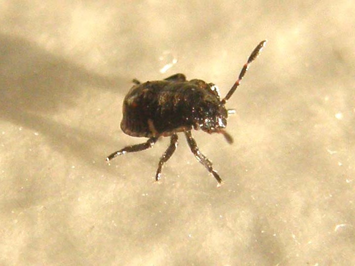Neanide da identificare: Nezara viridula