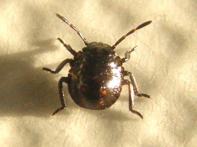 Neanide da identificare: Nezara viridula