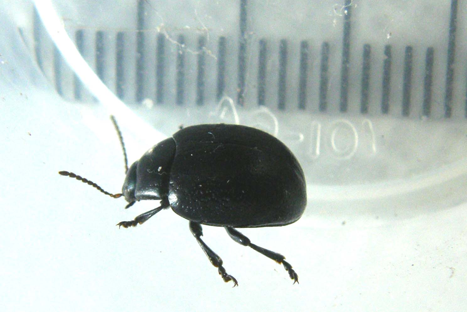 Chrysomelidae nero da identificare: Chrysolina haemoptera