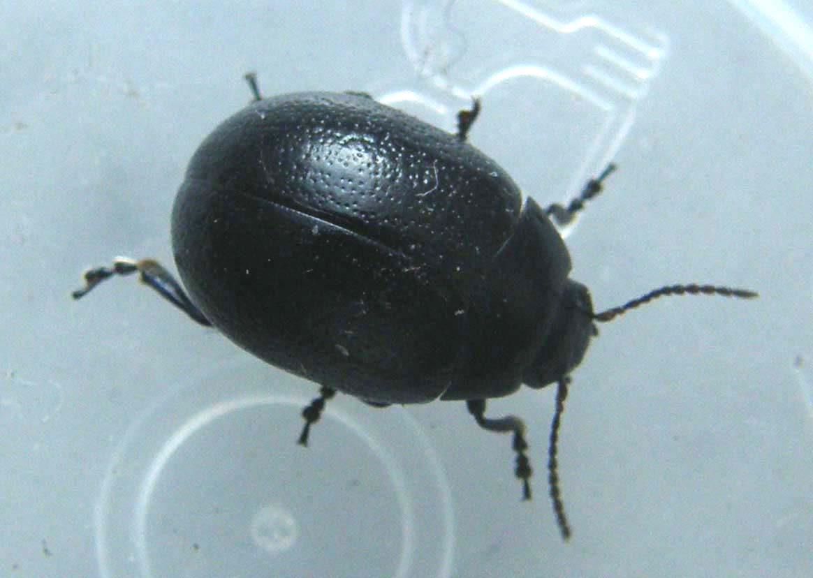 Chrysomelidae nero da identificare: Chrysolina haemoptera