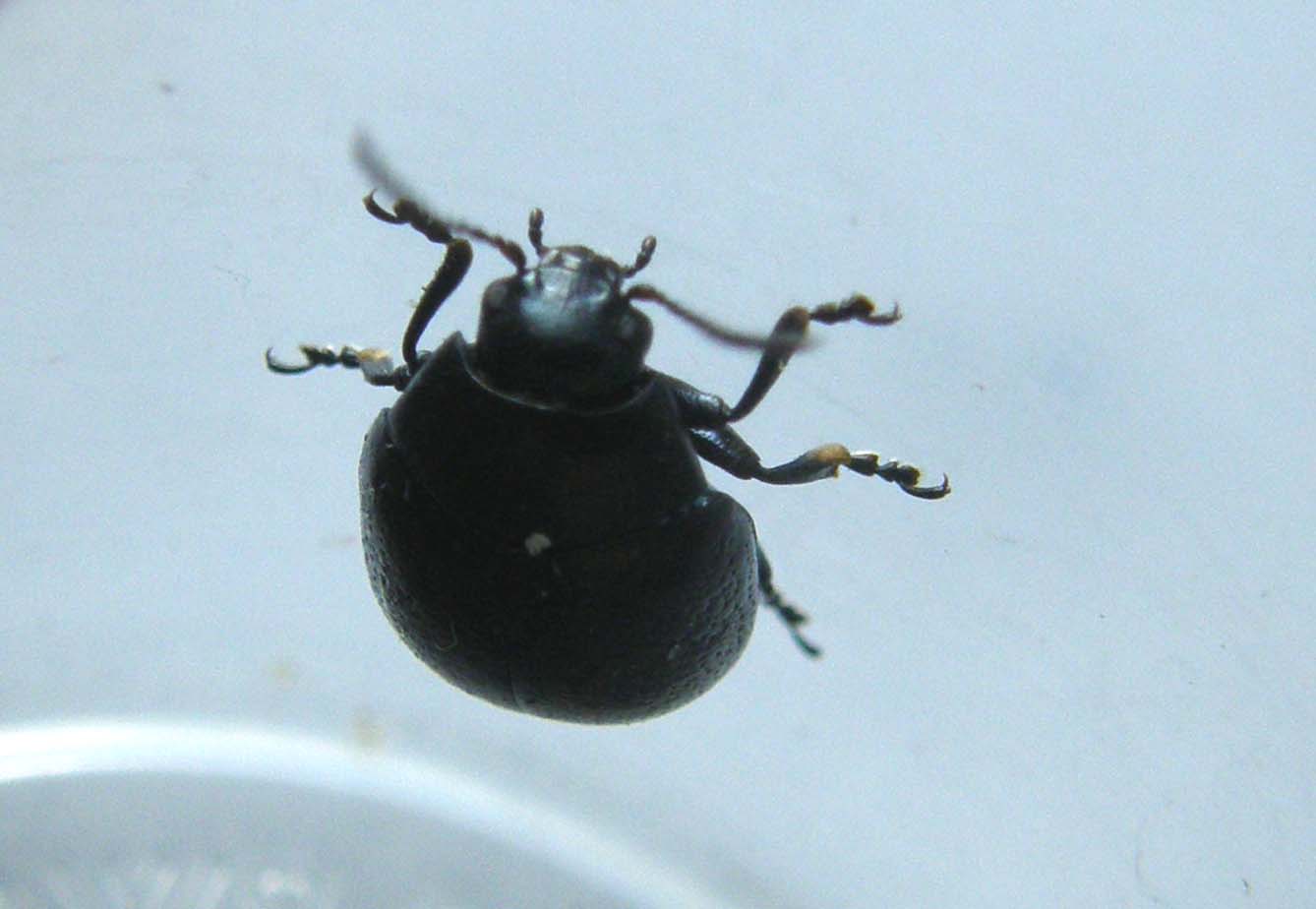 Chrysomelidae nero da identificare: Chrysolina haemoptera