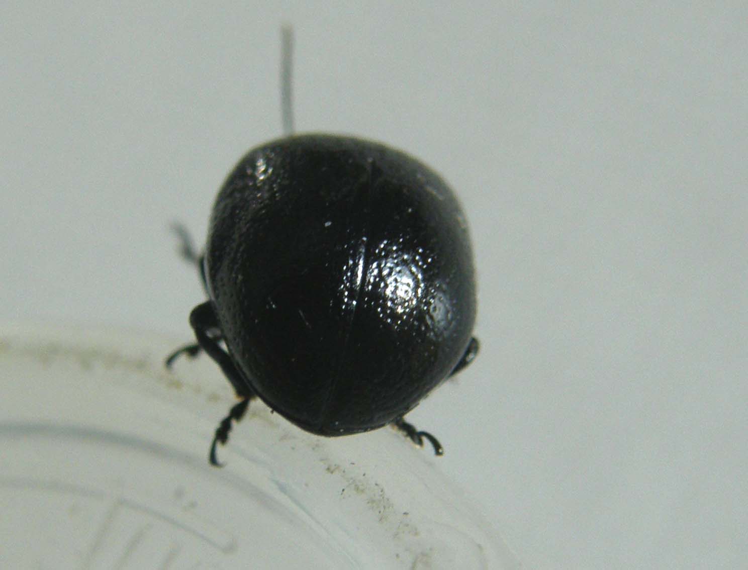 Chrysomelidae nero da identificare: Chrysolina haemoptera