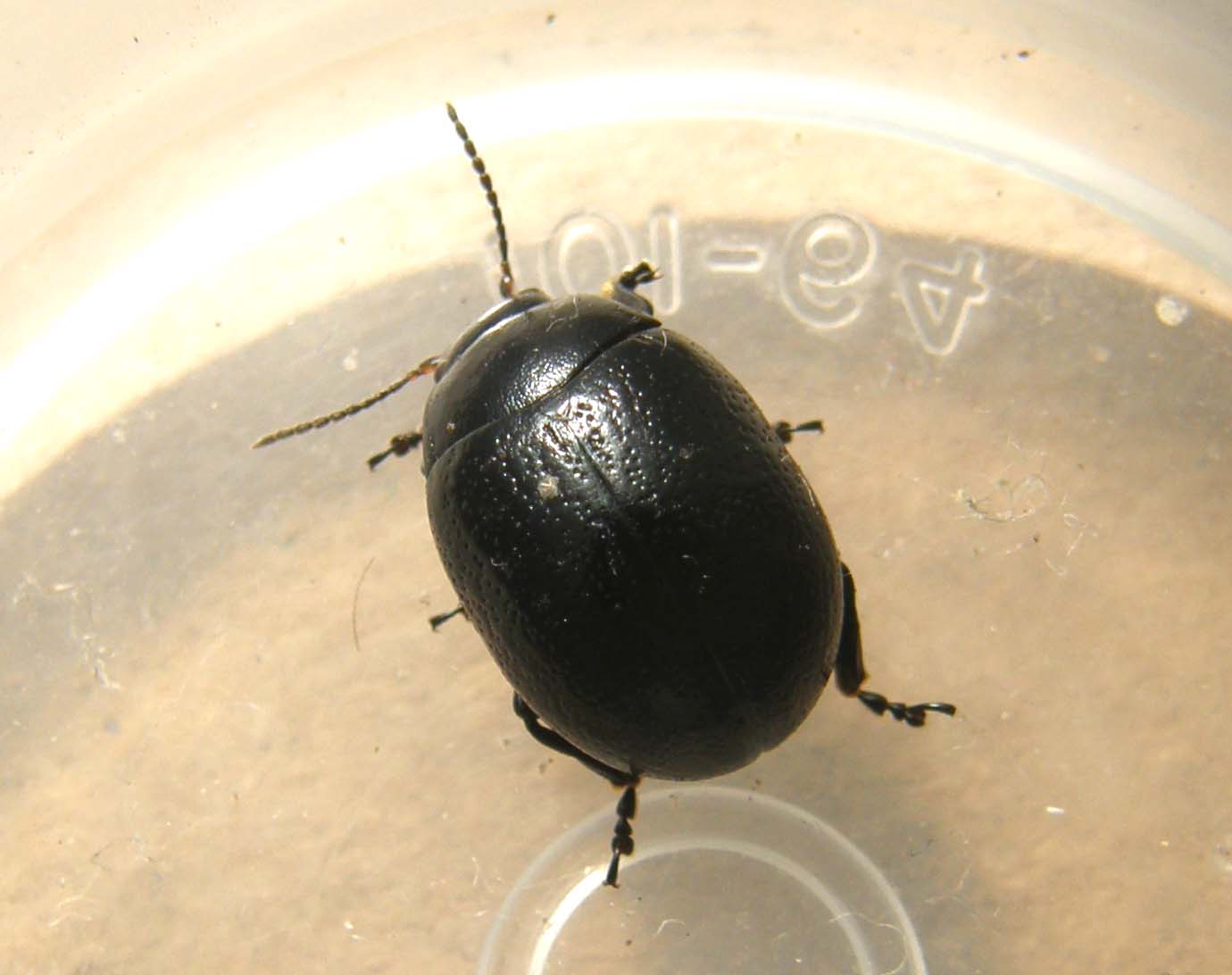 Chrysomelidae nero da identificare: Chrysolina haemoptera