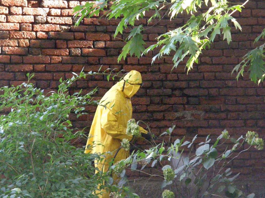 I muschi riconquistano le Mura Spagnole