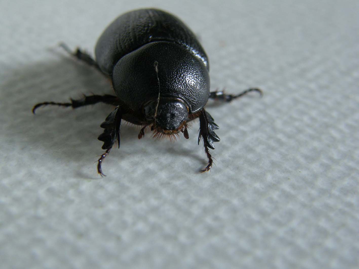 Dynastidae da identificare: Pentodon bidens punctatus