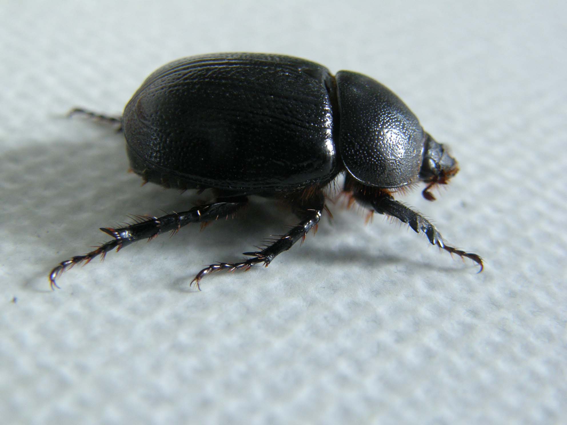 Dynastidae da identificare: Pentodon bidens punctatus