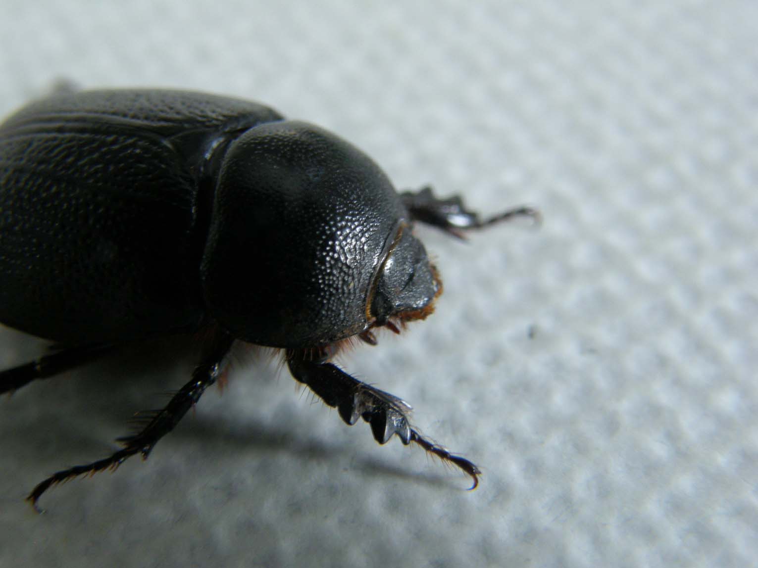 Dynastidae da identificare: Pentodon bidens punctatus