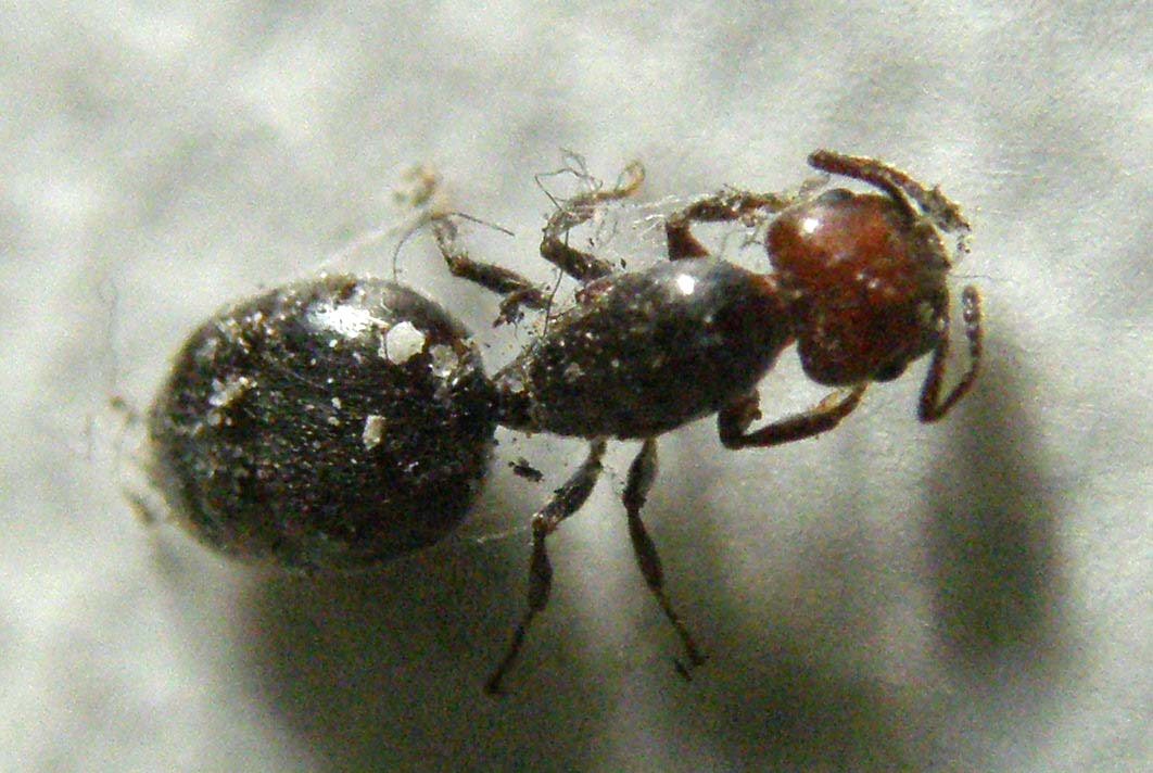 Femmina dealata di Cremogaster scutellaris