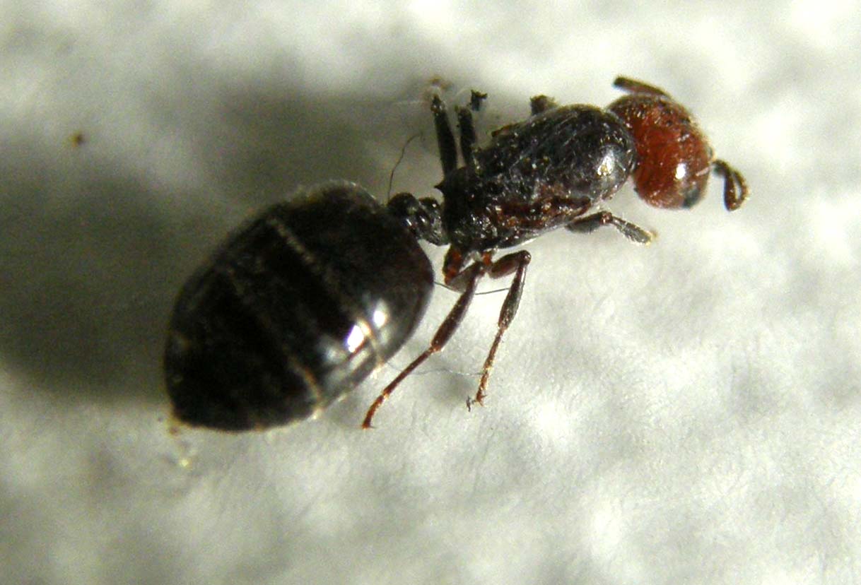 Femmina dealata di Cremogaster scutellaris