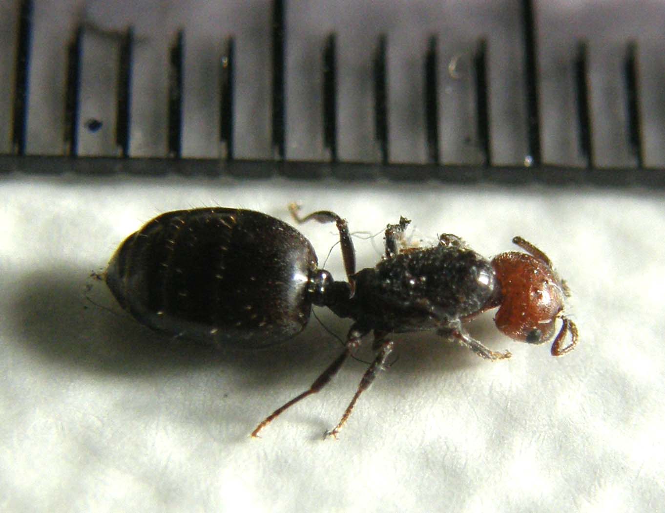 Femmina dealata di Cremogaster scutellaris