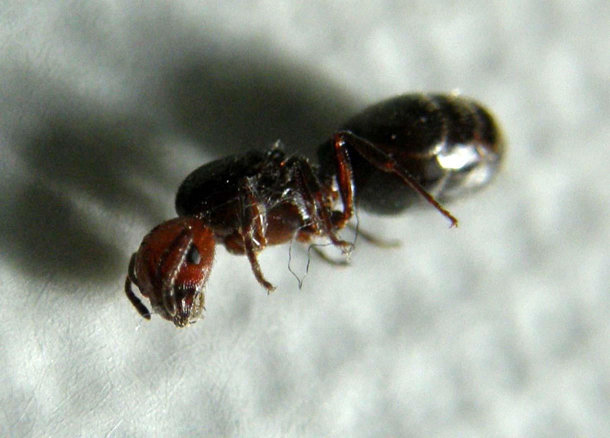 Femmina dealata di Cremogaster scutellaris