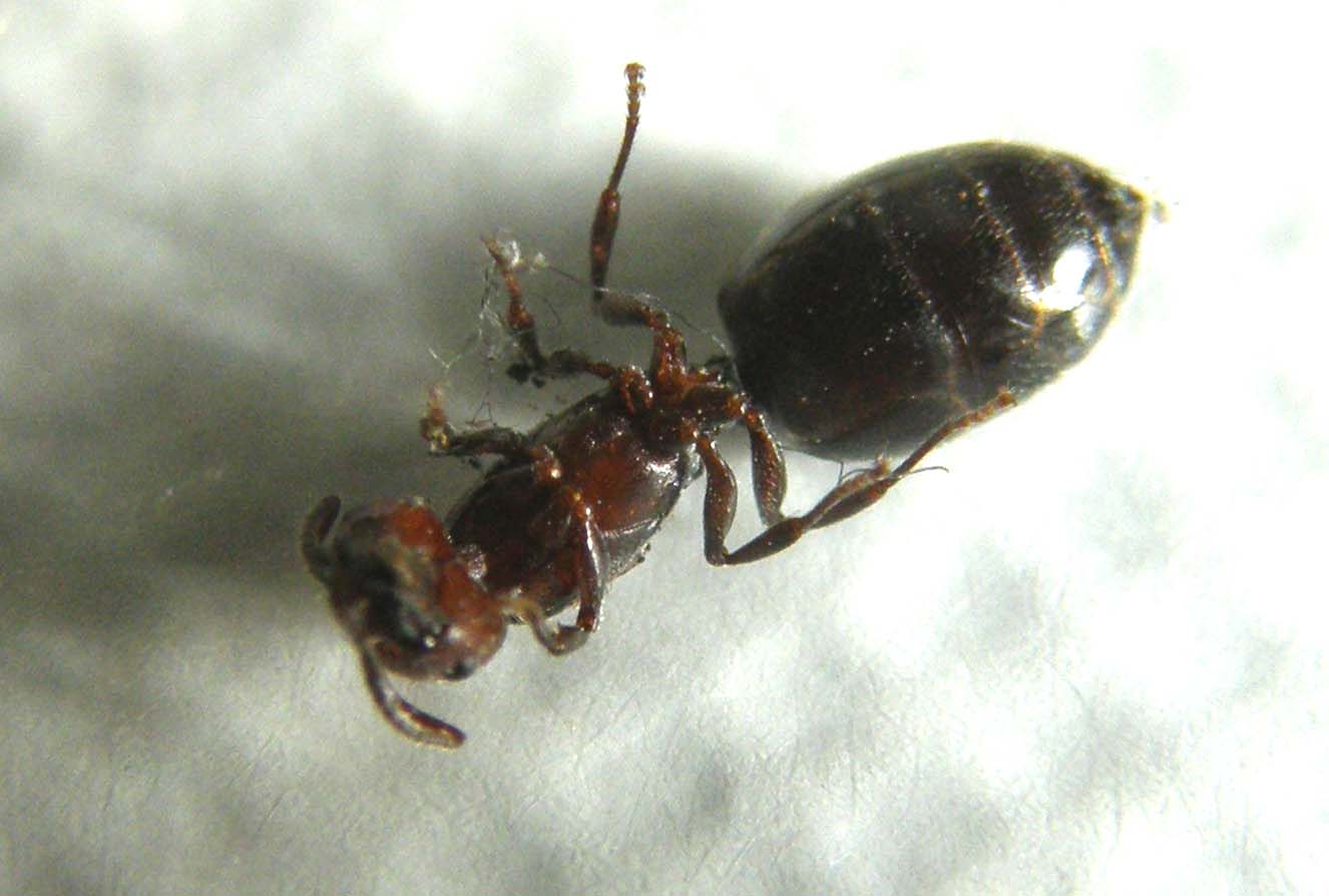 Femmina dealata di Cremogaster scutellaris