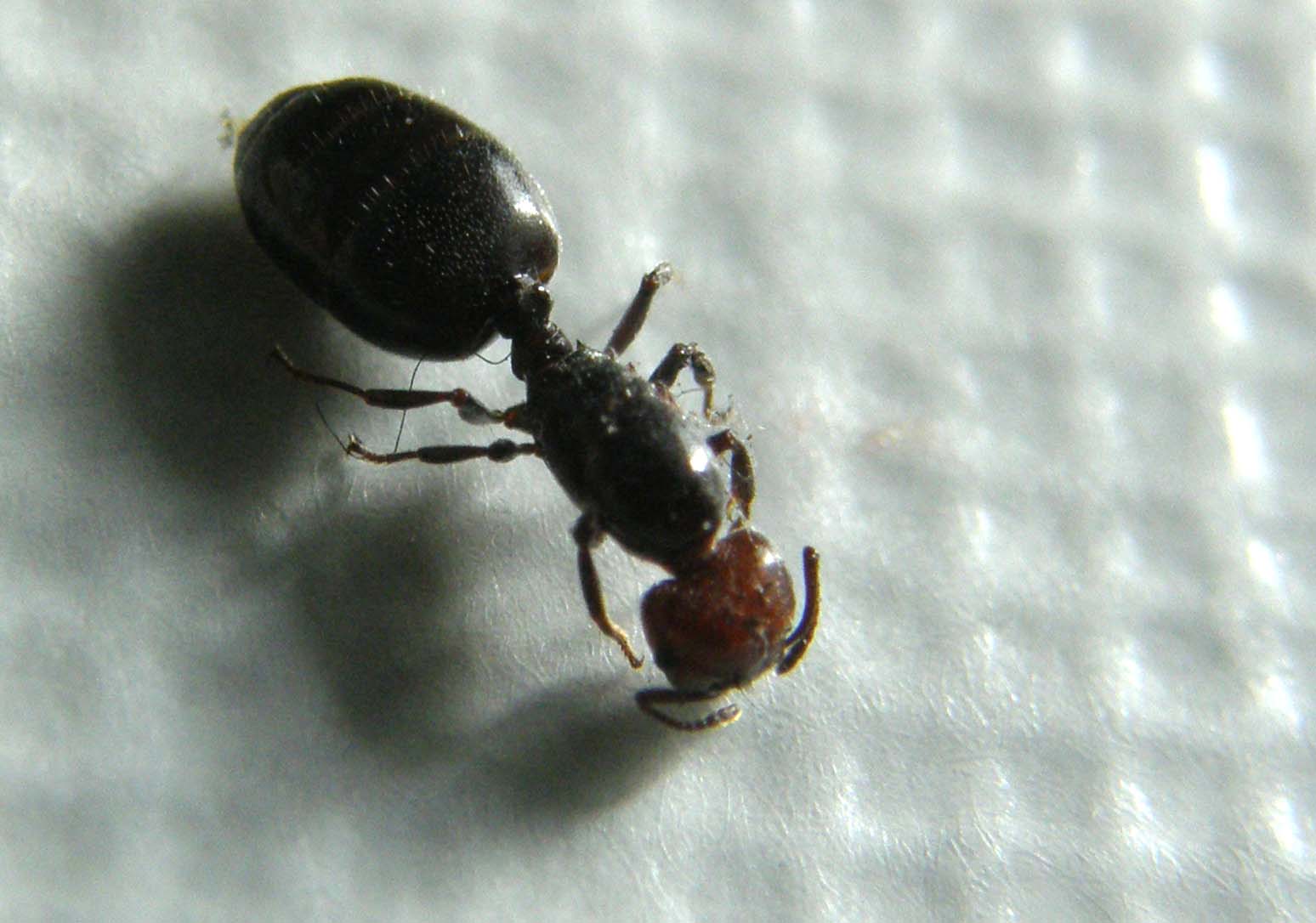 Femmina dealata di Cremogaster scutellaris