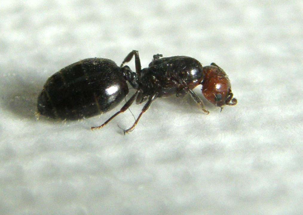 Femmina dealata di Cremogaster scutellaris