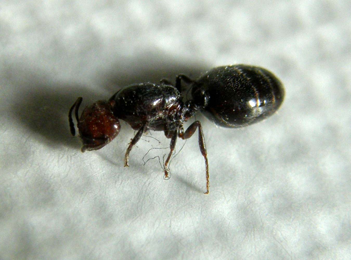 Femmina dealata di Cremogaster scutellaris