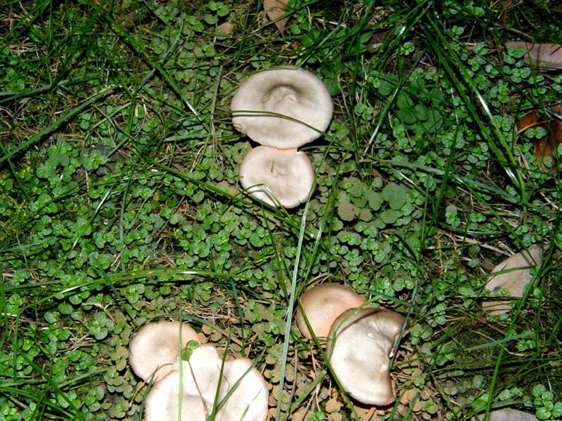 Fungo da identificare