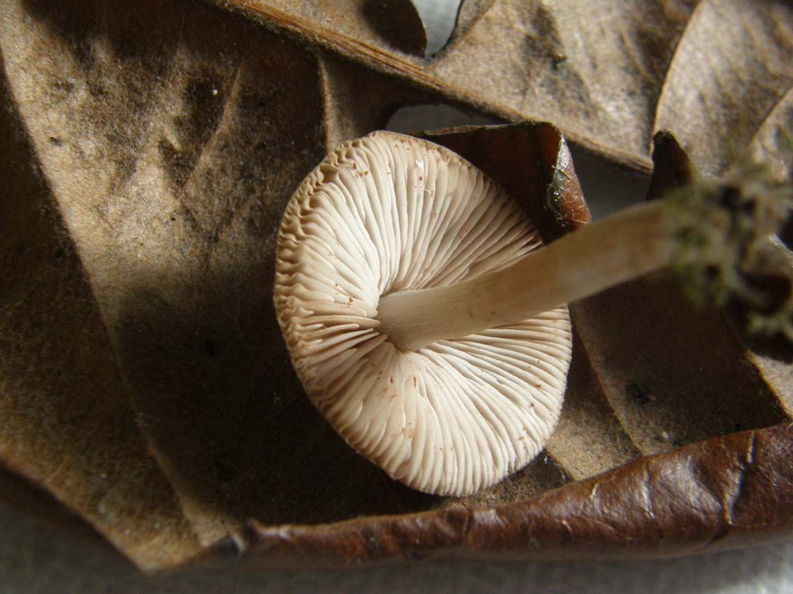 Fungo da identificare