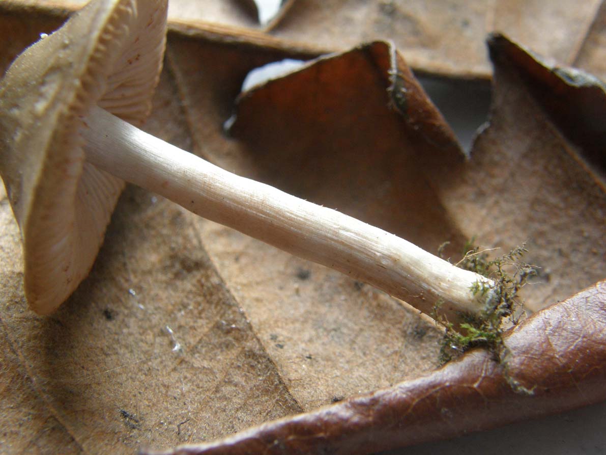 Fungo da identificare