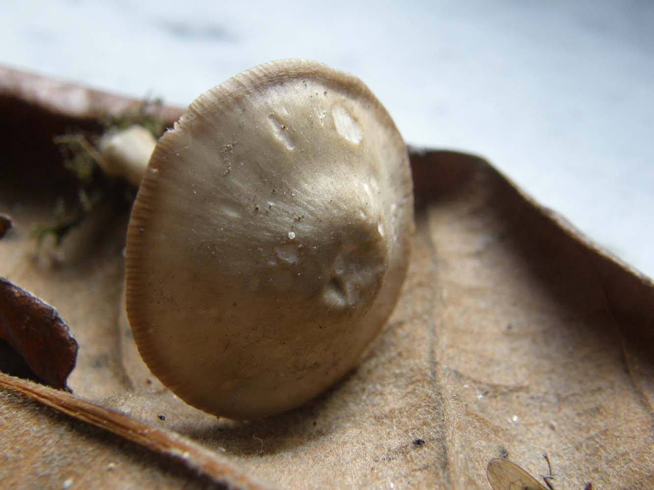 Fungo da identificare