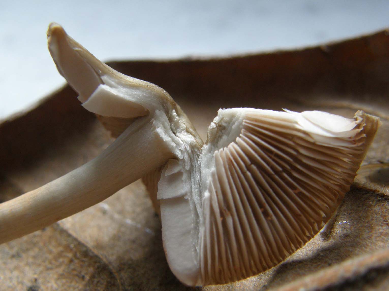 Fungo da identificare