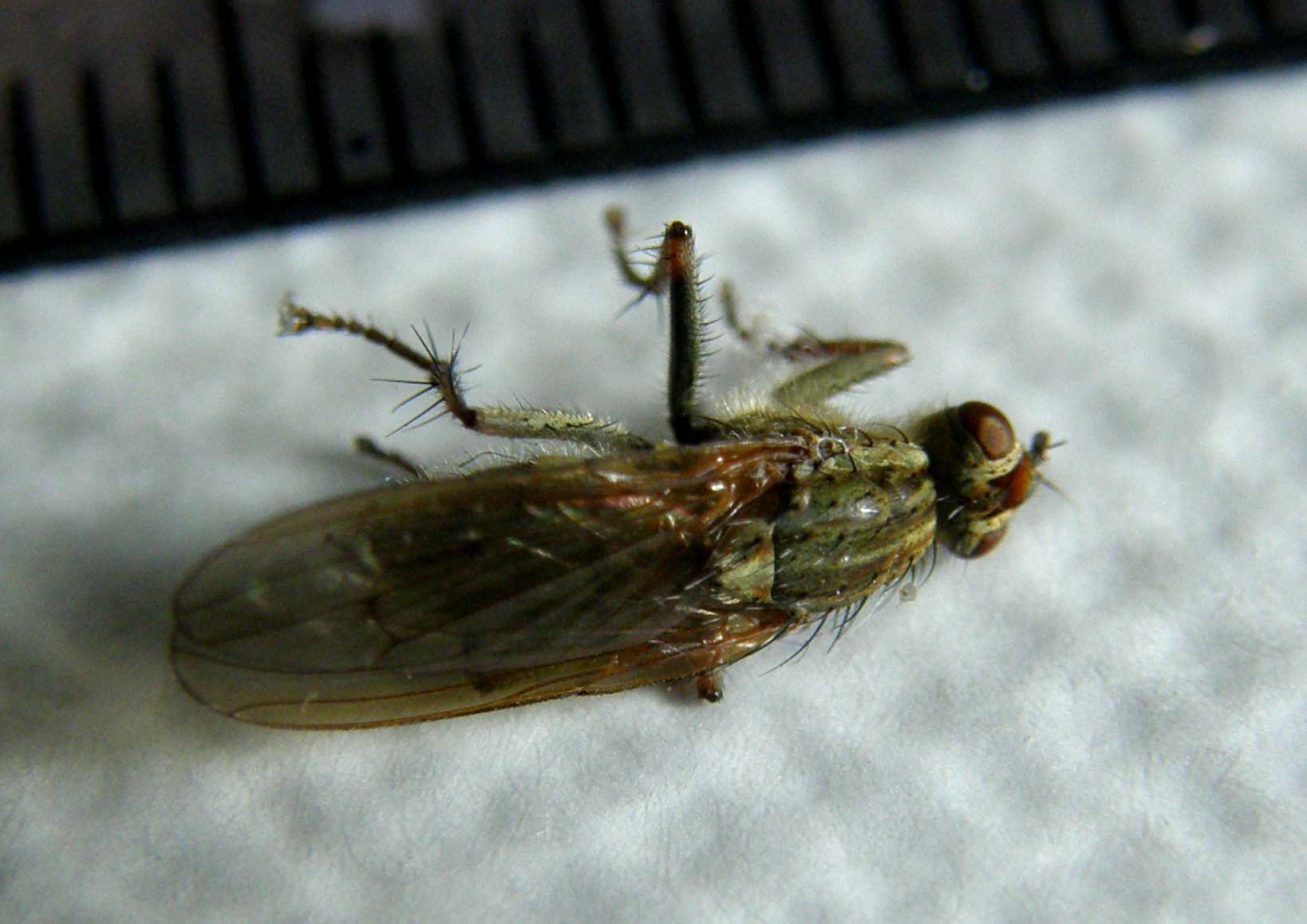 Scathophaga stercoraria (Scathophagidae).