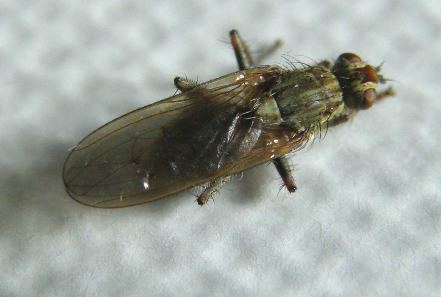 Scathophaga stercoraria (Scathophagidae).