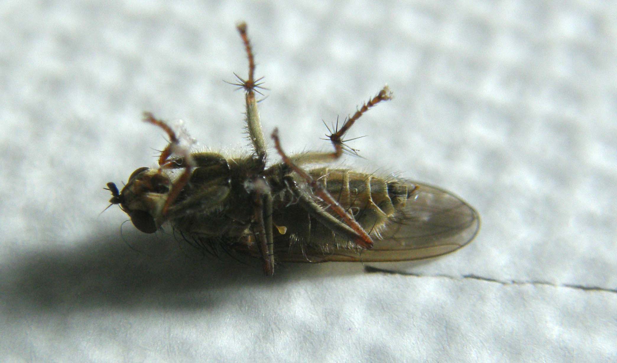 Scathophaga stercoraria (Scathophagidae).
