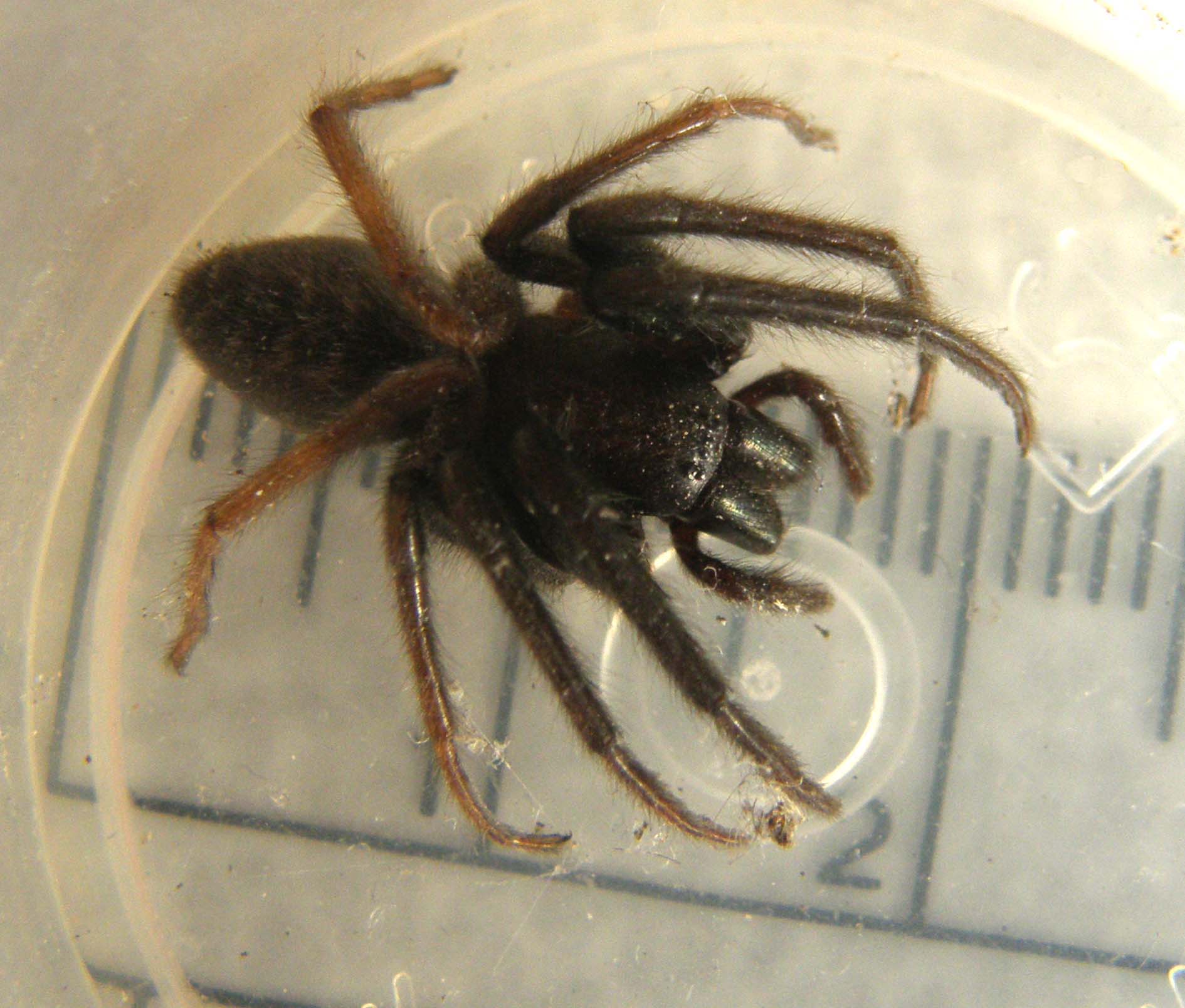 Segestria sp.
