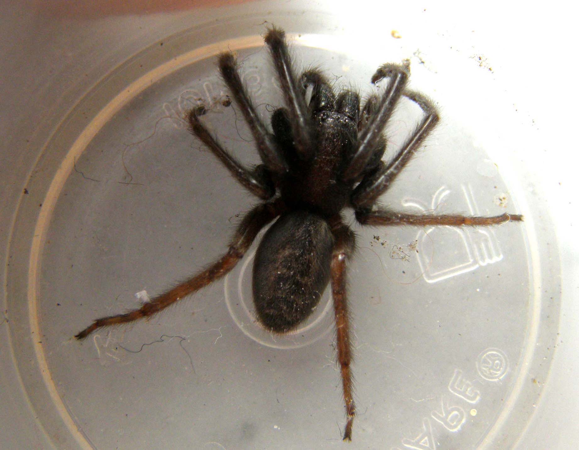 Segestria sp.