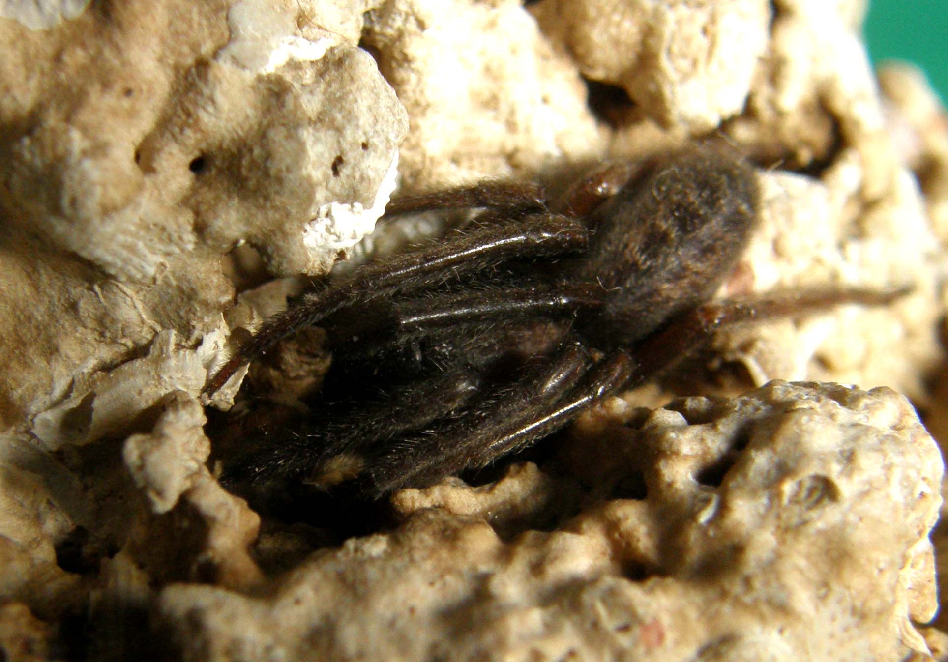 Segestria sp.