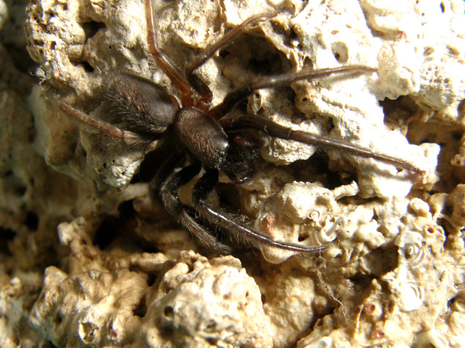 Segestria sp.
