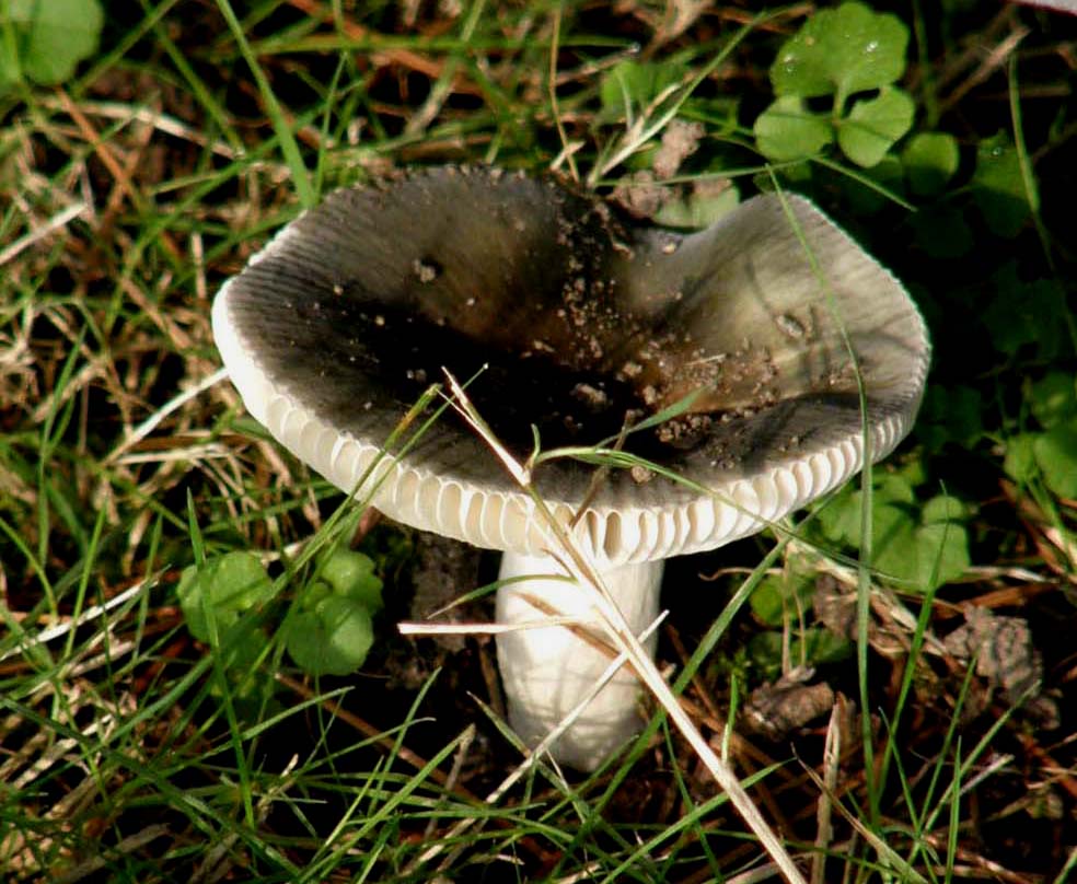 Russula da identificare