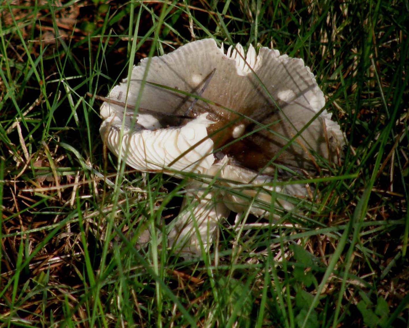 Russula da identificare