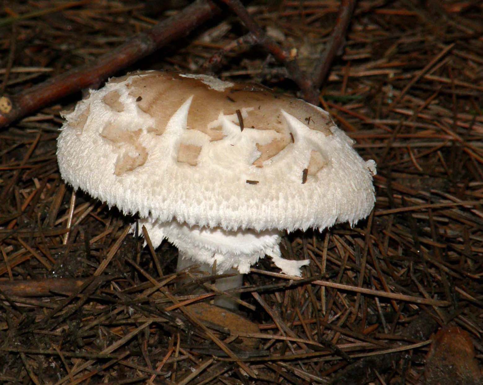 Macrolepiota e Volvaria