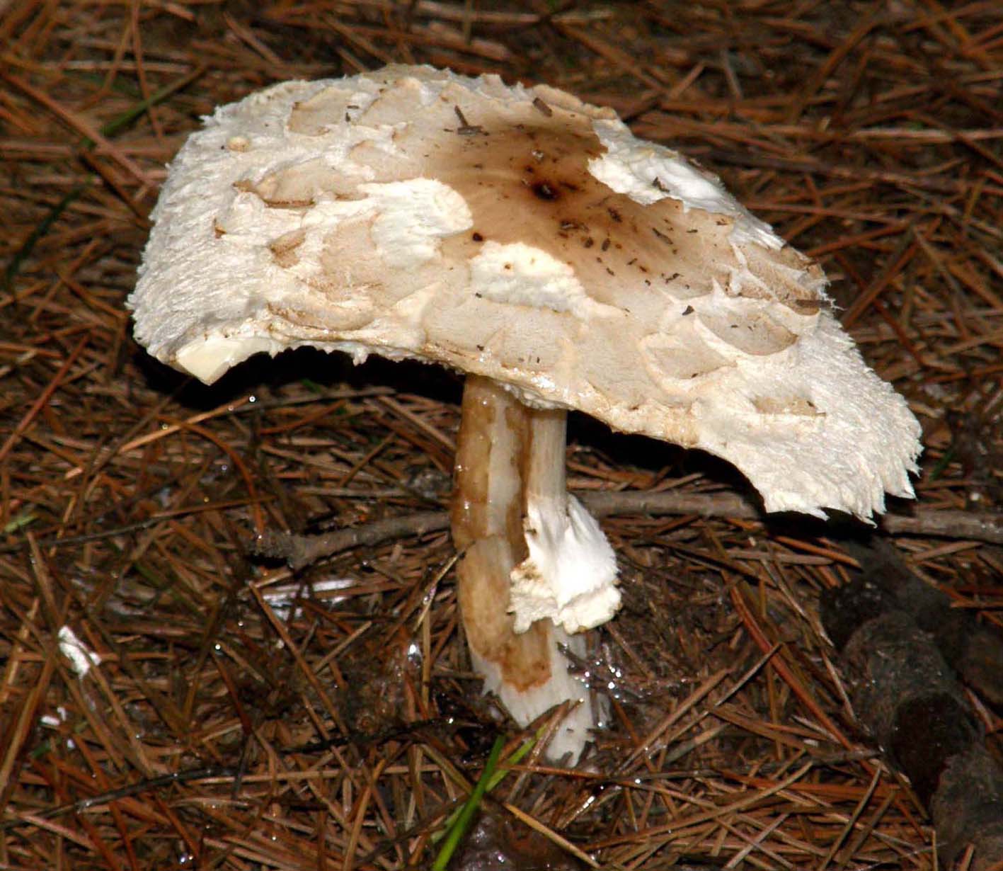 Macrolepiota e Volvaria