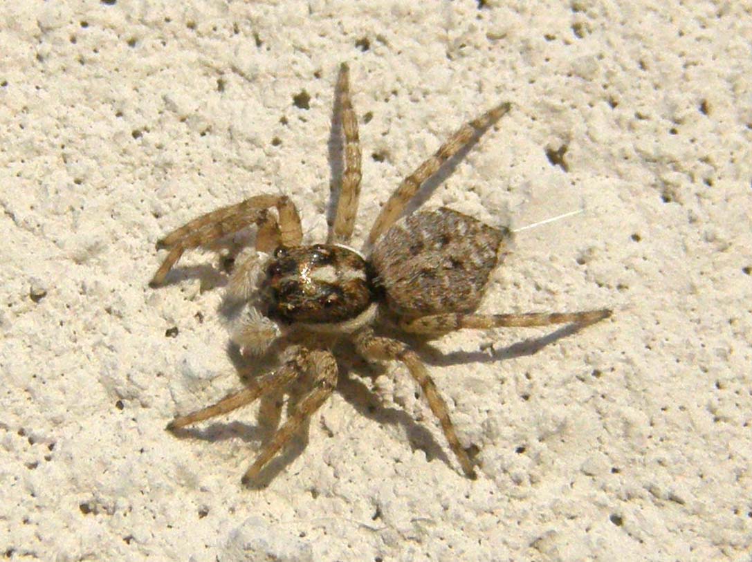 Menemerus semilimbatus