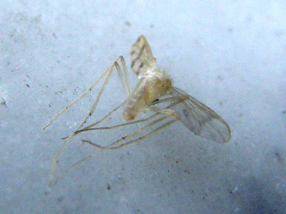 Dittero nano o 