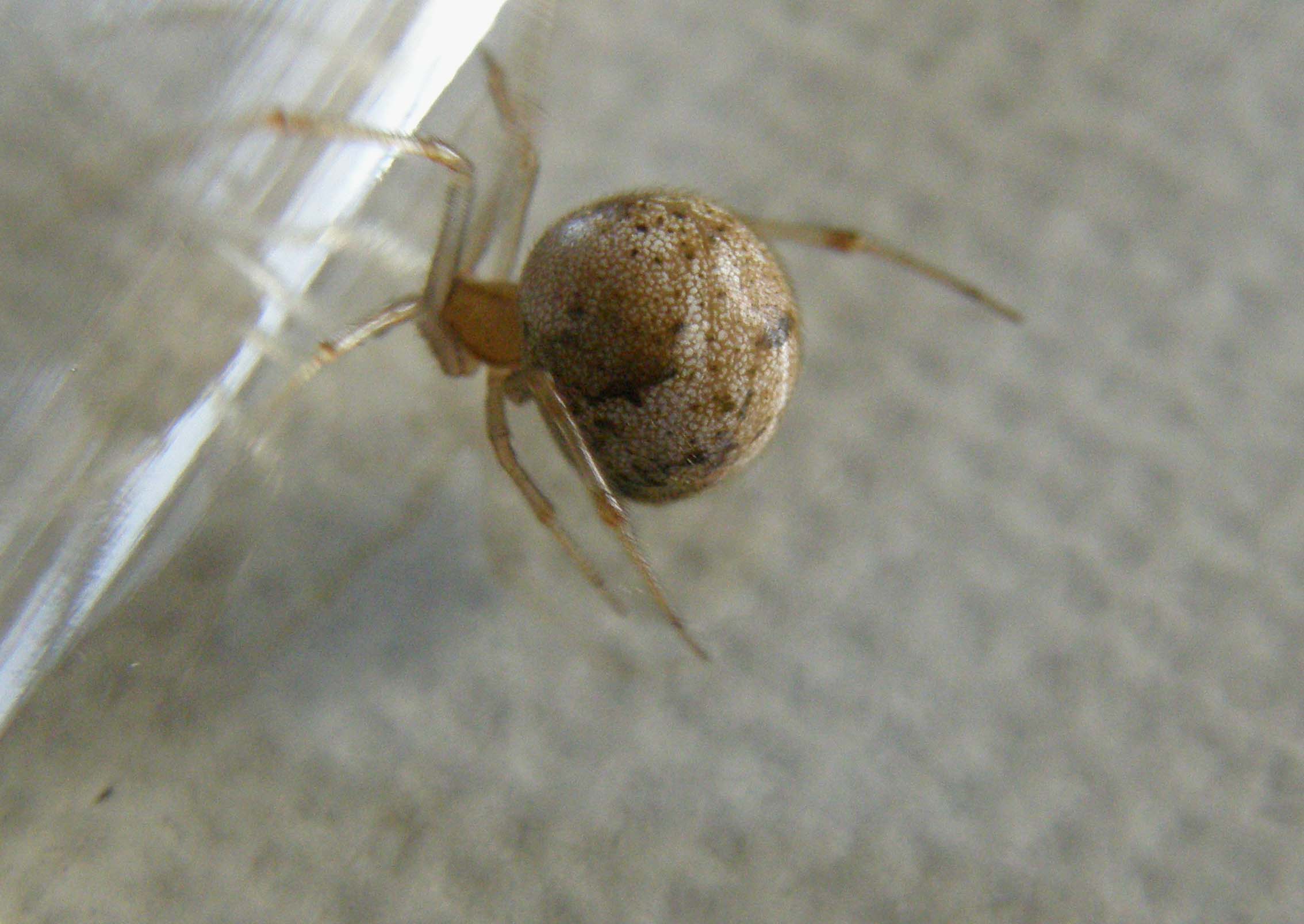 Achaearanea sp. o Parasteatoda tepidariorum