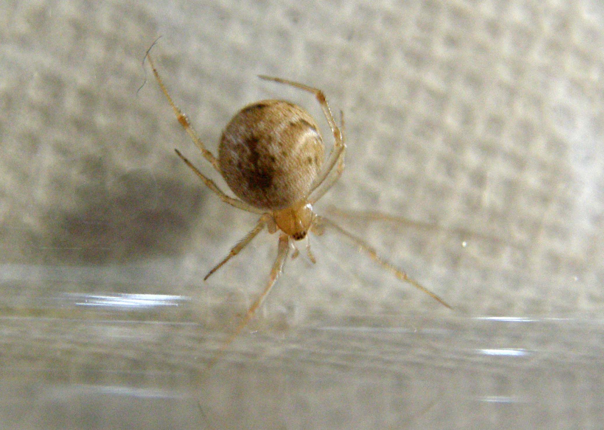 Achaearanea sp. o Parasteatoda tepidariorum