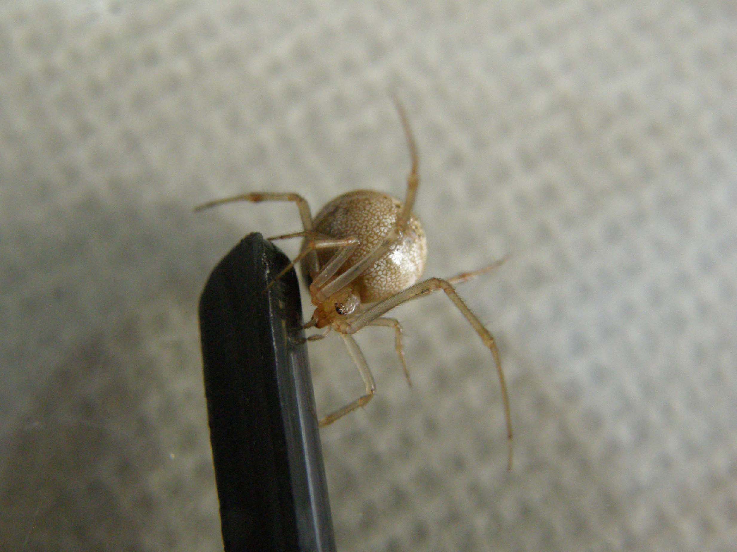 Achaearanea sp. o Parasteatoda tepidariorum