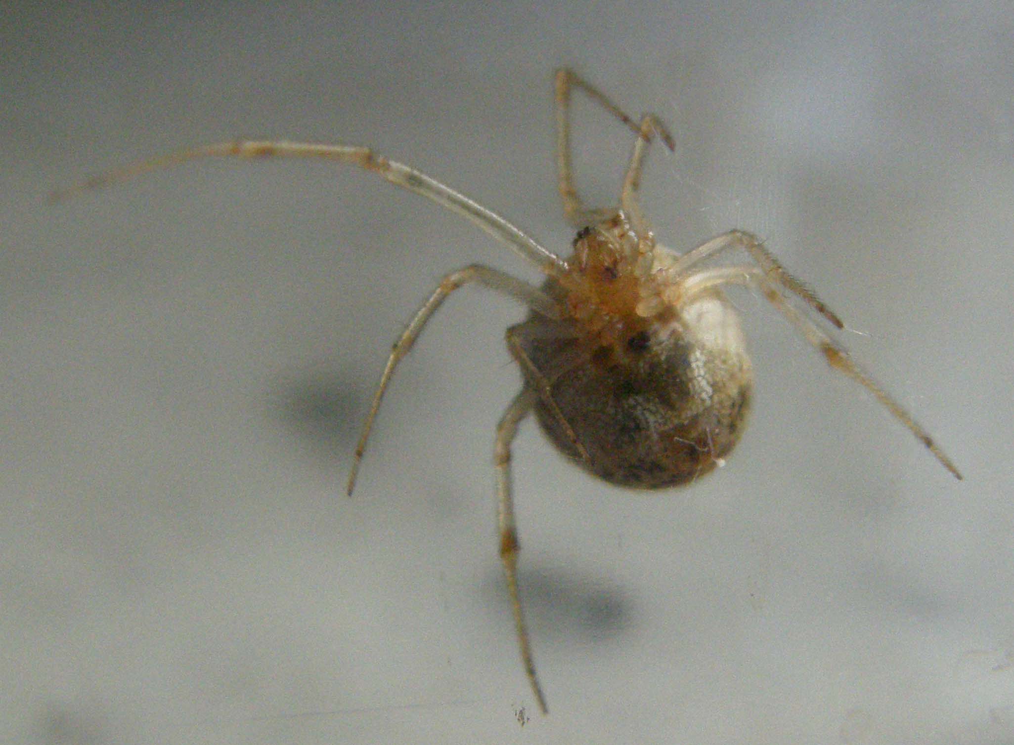 Achaearanea sp. o Parasteatoda tepidariorum