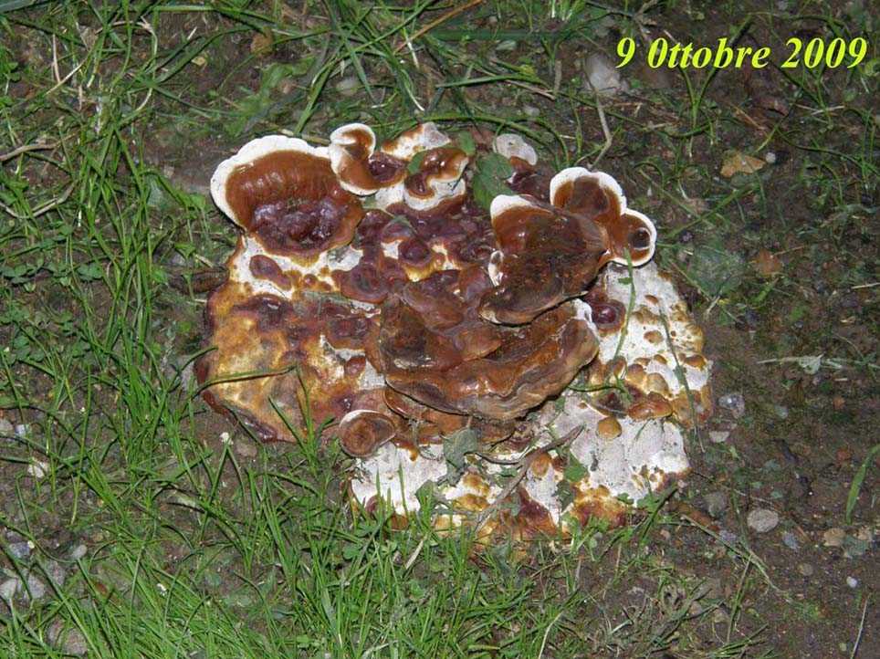 Fungo o alieno? (Ganoderma resinaceum)