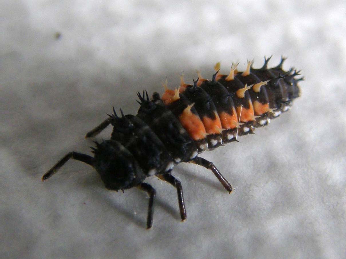 Larva di ....? Harmonia axyridis