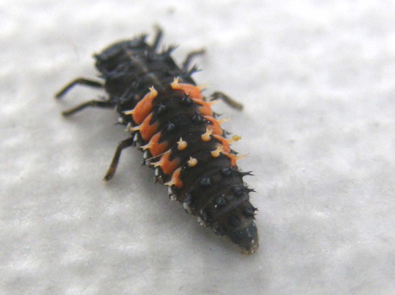 Larva di ....? Harmonia axyridis