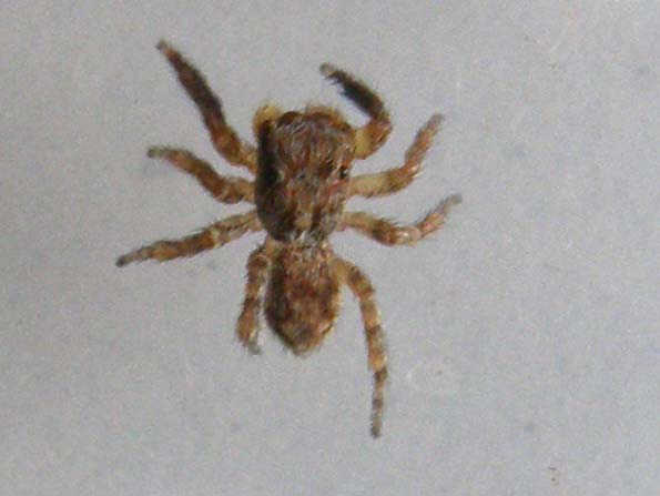 Salticidae (Euophrys o Pseudeuophrys)