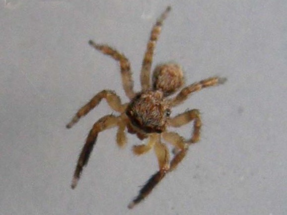 Salticidae (Euophrys o Pseudeuophrys)