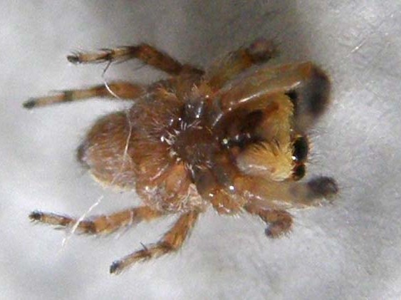 Salticidae (Euophrys o Pseudeuophrys)